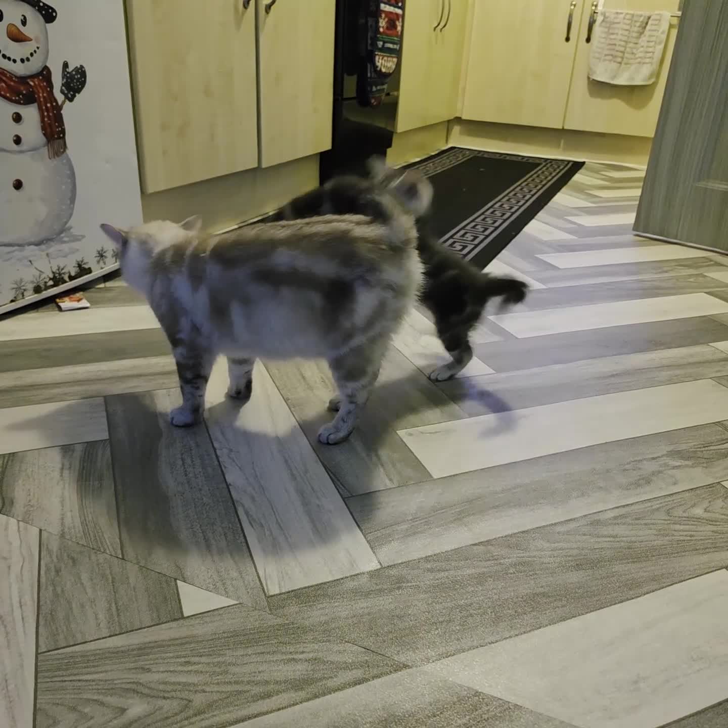 Mixed Breed cats for sale: Little kittens - Video 1