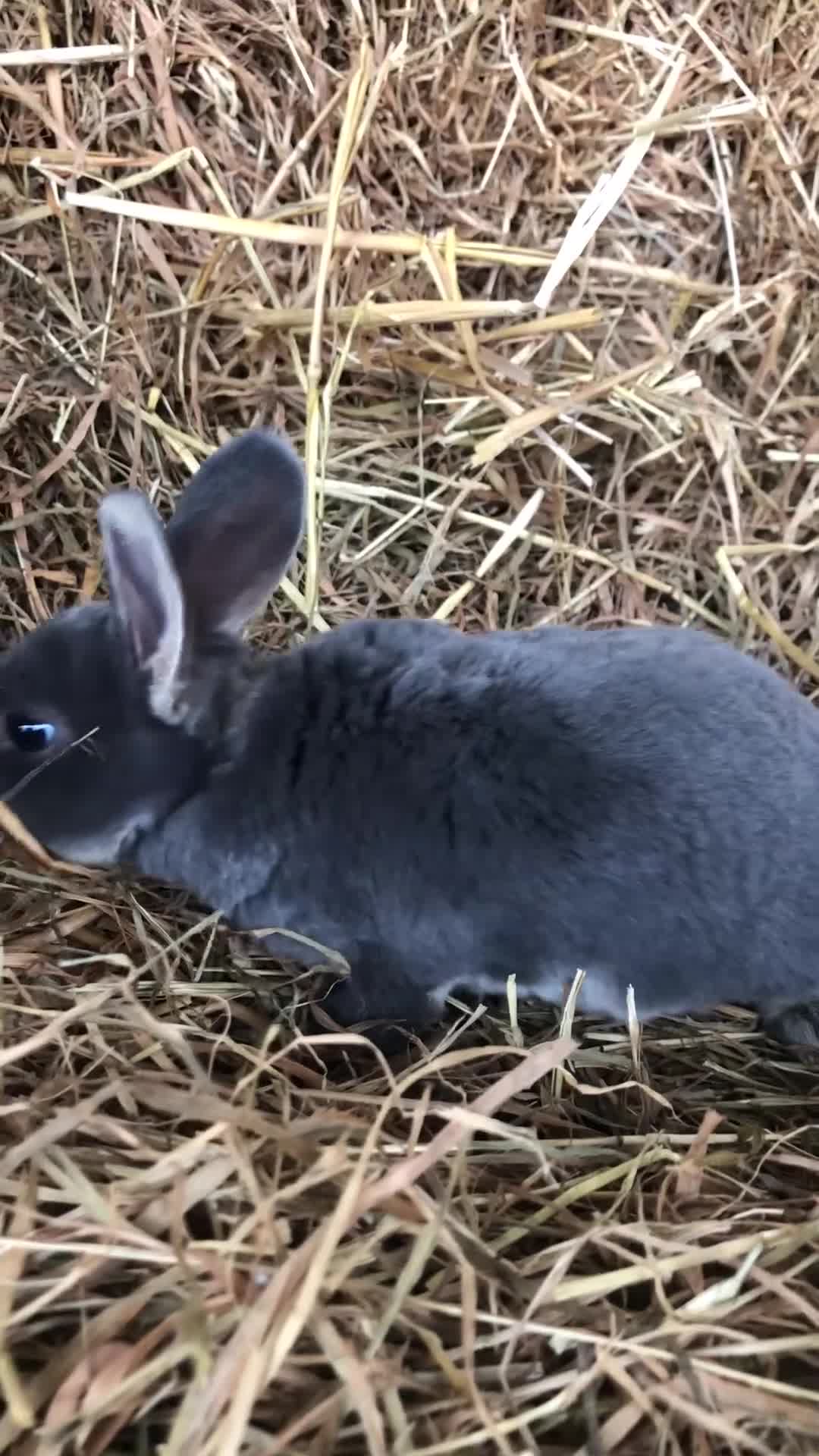 Rex rabbits for sale: Beautiful Pure Breed Velvet Mini Rex babies 🐰  - Video 4