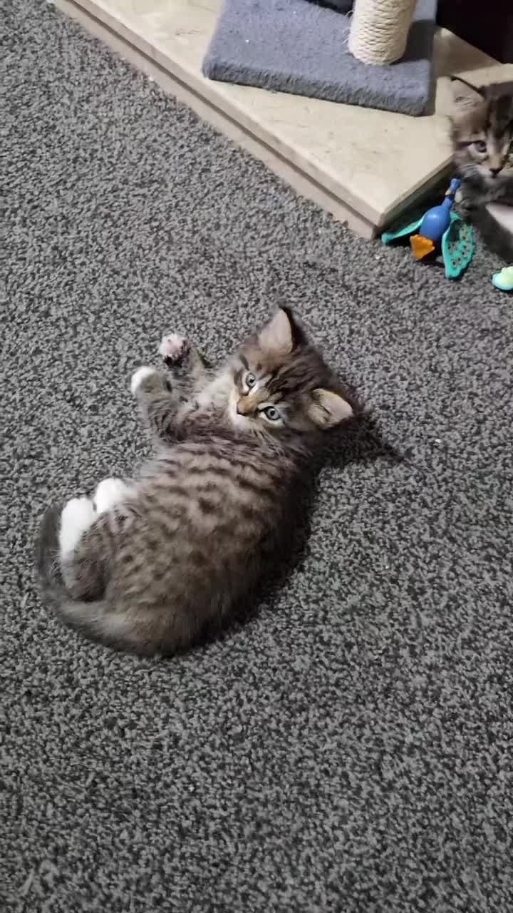 Maine Coon cats for sale: 3 main coon mix kittens - Video 1