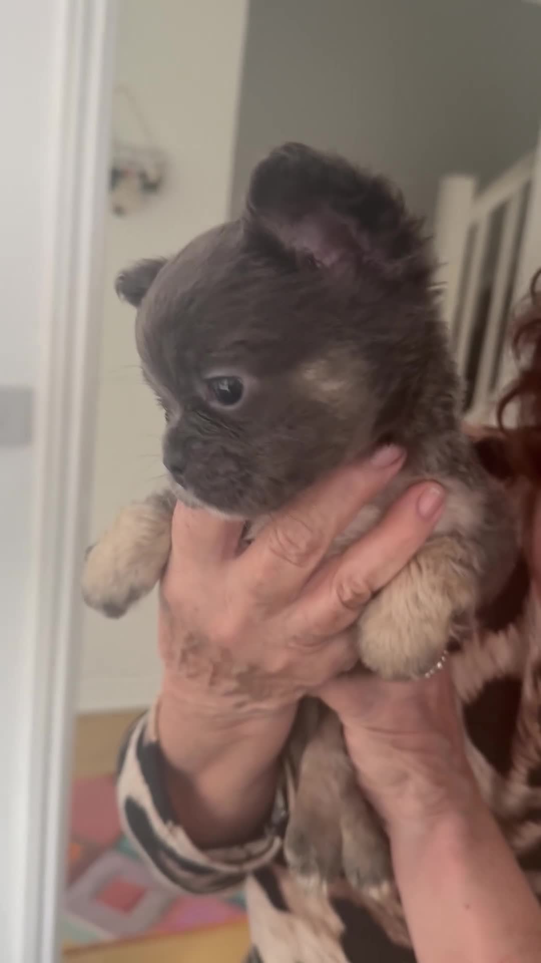 French Bulldog dogs for sale: REDUCED full fluffy pink carrying French bulldogs - Video 2