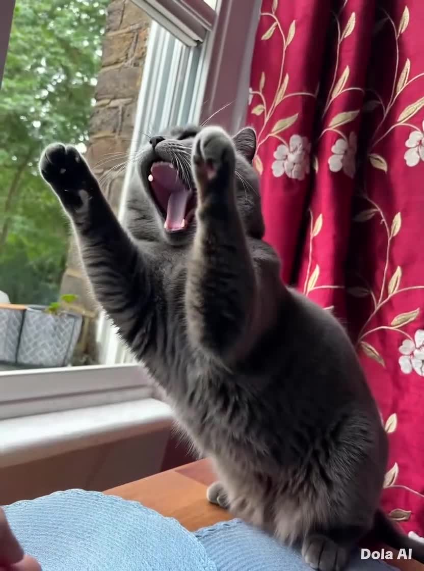 British Shorthair cats for stud: Mr Bond - Video 2