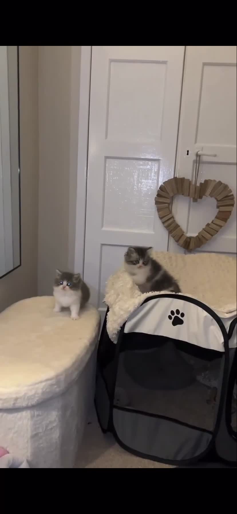 Persian cats for sale: Dollface Persian Kittens  - Video 3