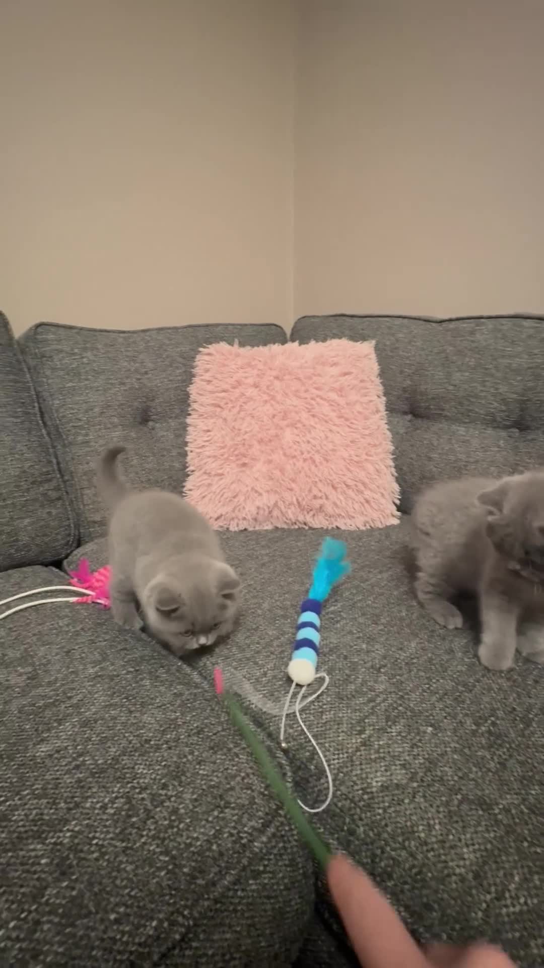 British Shorthair cats for sale: British Shorthair Male Kitten (GCCF) - Video 2