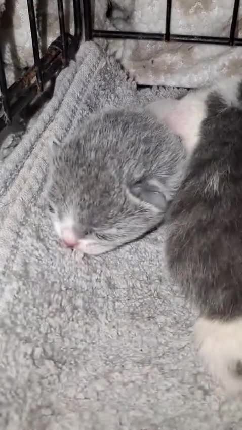 Russian Blue cats for sale: Beautiful Mixed Russian blue kittens  - Video 2