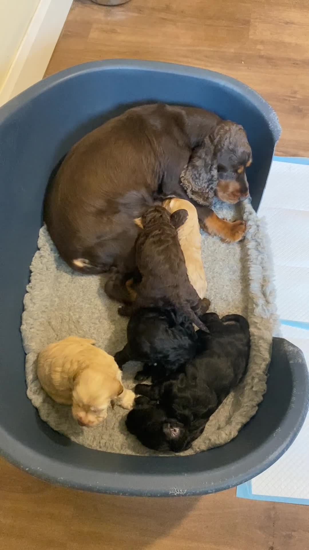 Cockapoo dogs for sale: cockapoo F1 - Video 1