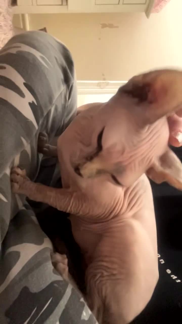Sphynx cats for sale: 3yr old female Sphynx - Video 1