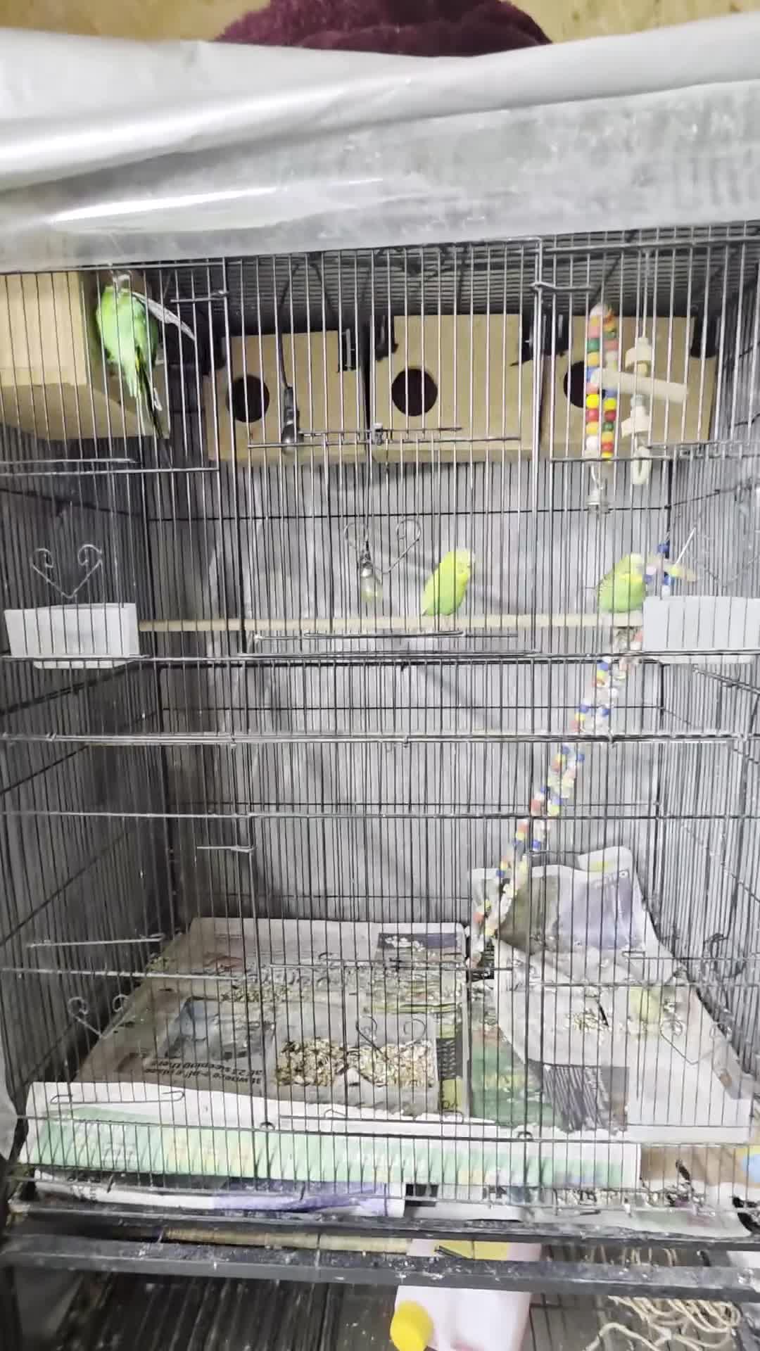 Budgerigars birds for sale: Budgies for Sale. Full Setup Included in Basildon - Video 1