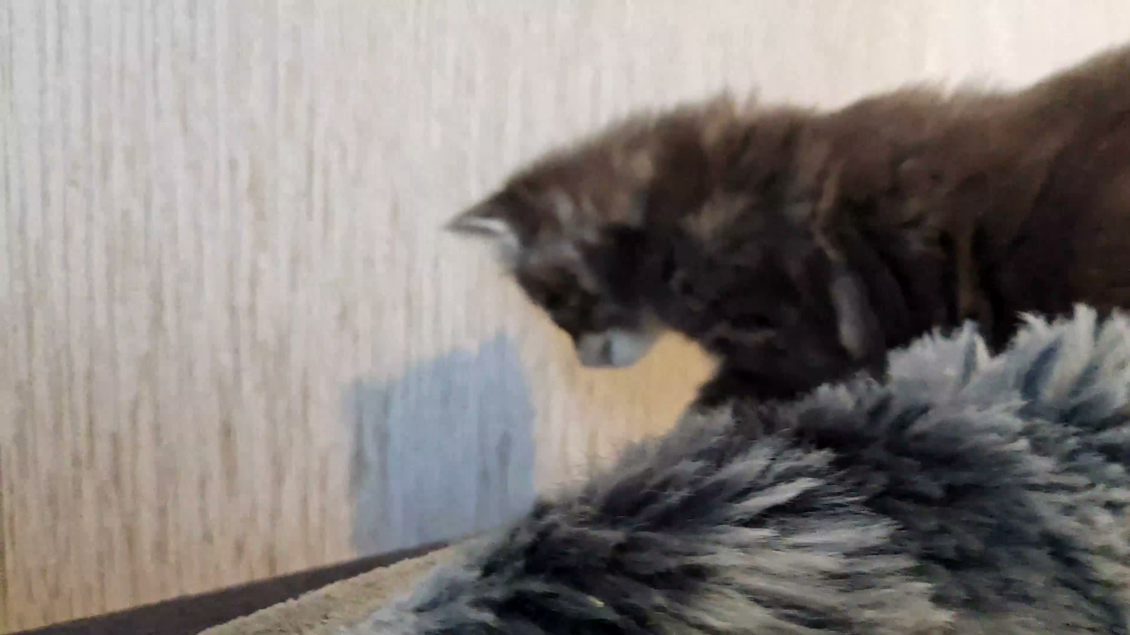 Mixed Breed cats for sale: Kittens in Boston - Video 3
