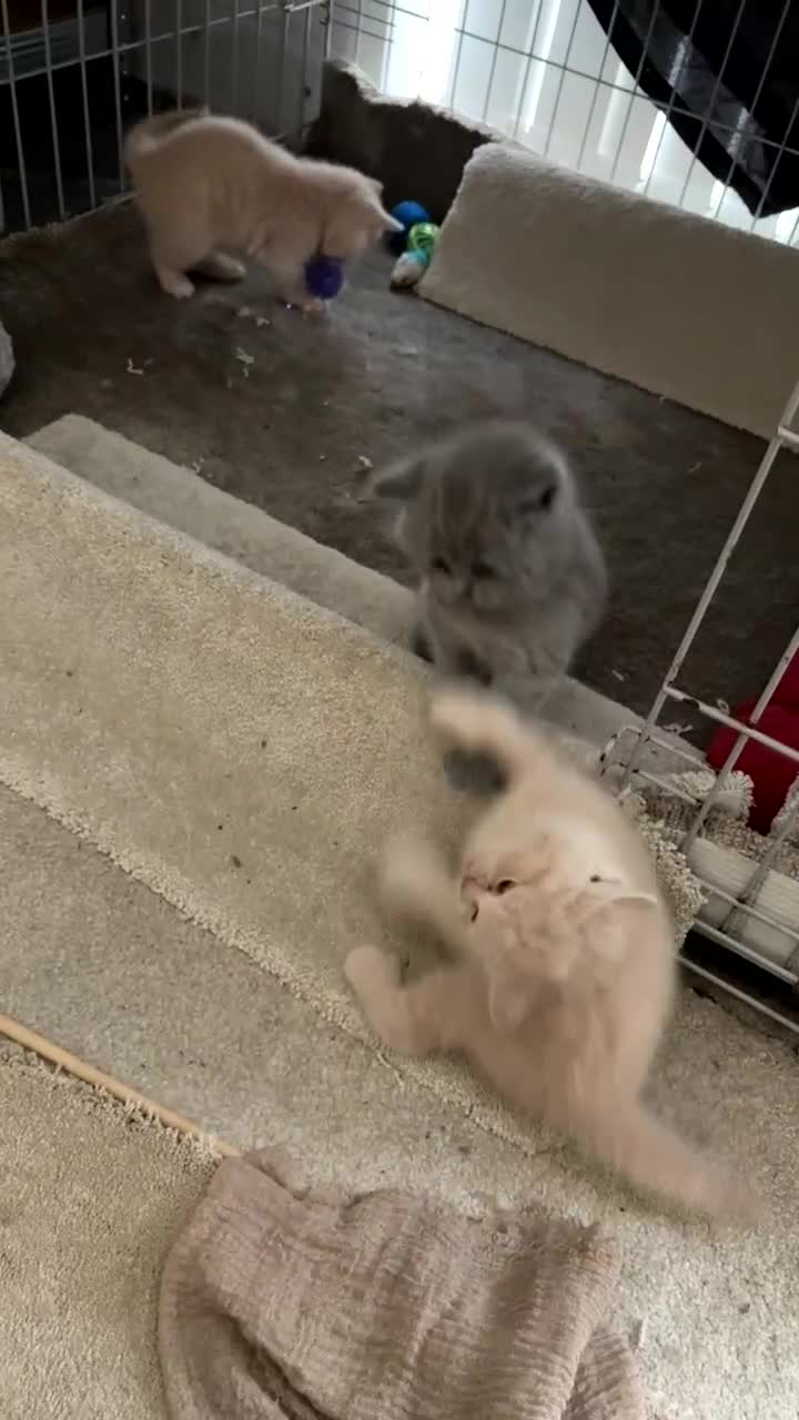 British Shorthair cats for sale: British Short hair Kittens ready to leave - Video 1