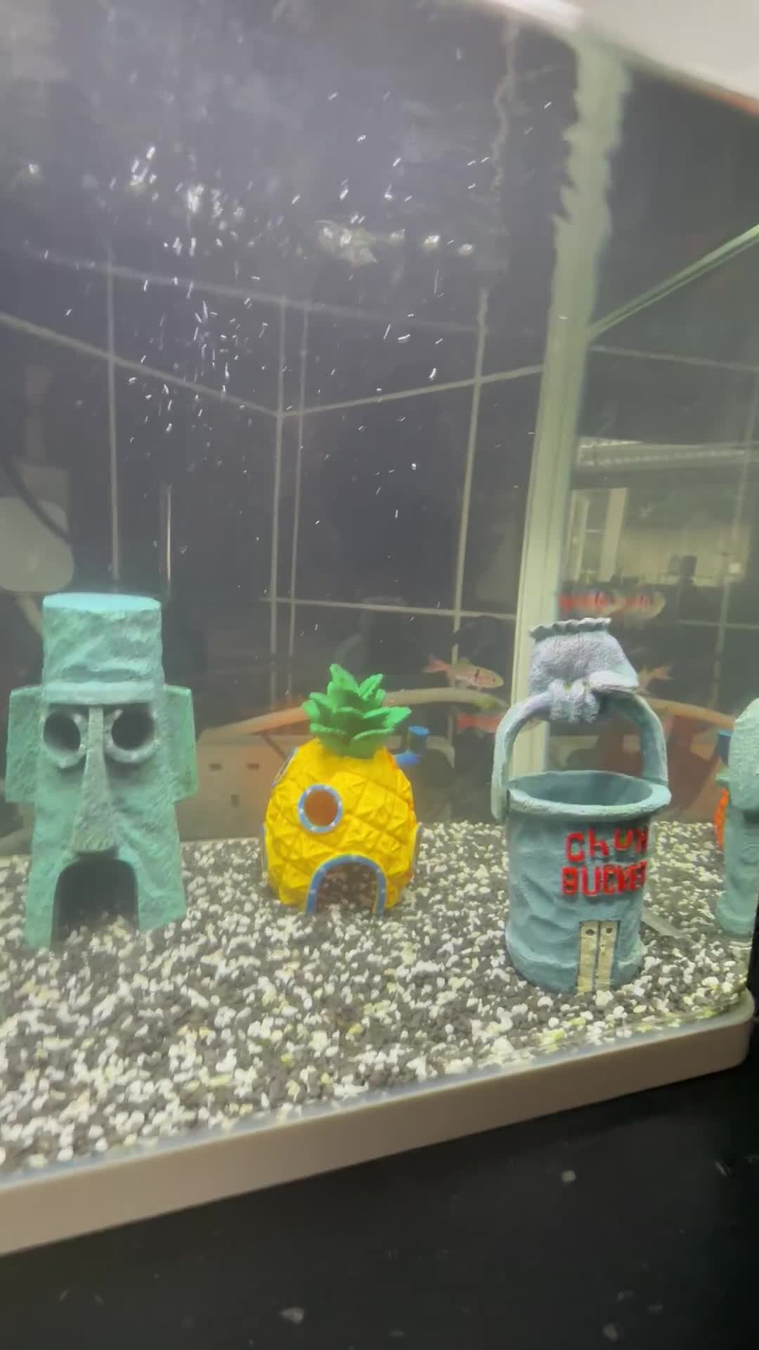 Barbs fish for sale: 30L fishtank + odessa barbs - Video 1