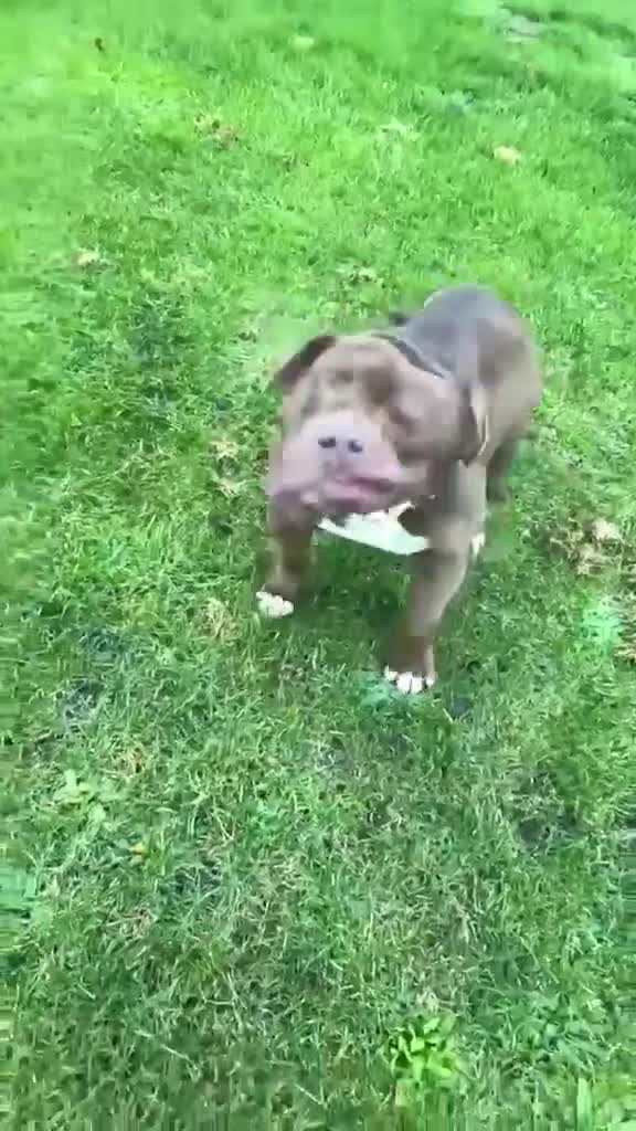 American Bully dogs for sale: Special Boy needs Rehoming - Video 1