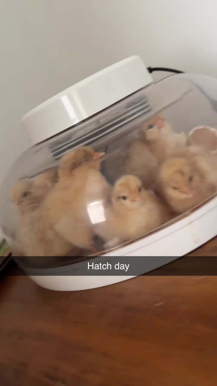 Chickens poultry for sale: Day old Orpington chicks  - Video 1
