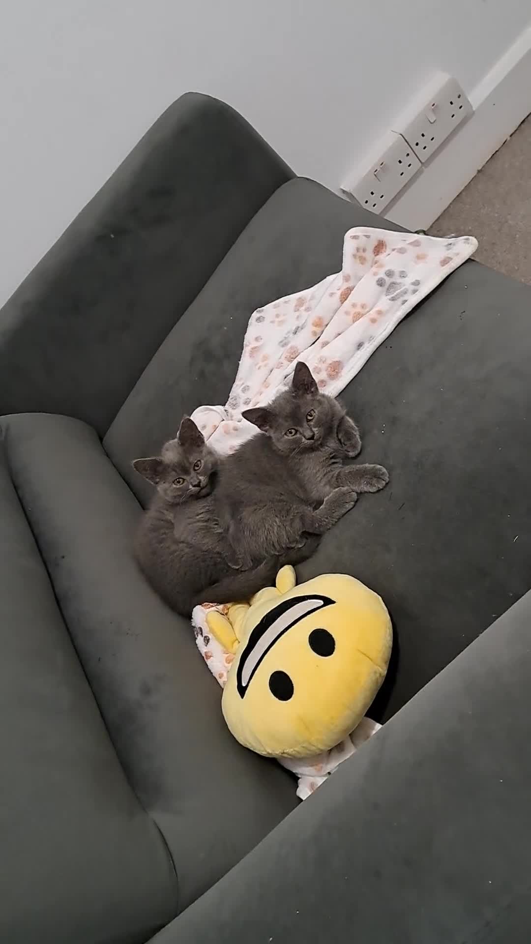 British Shorthair cats for sale: British Shorthair Blue is AVAILABLE  - Video 2