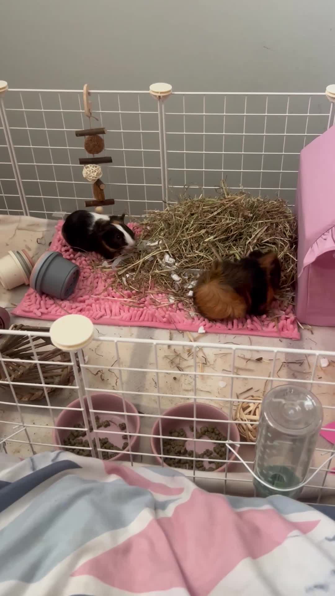 Guinea Pig rodents for sale: piglet and roo in London - Video 4