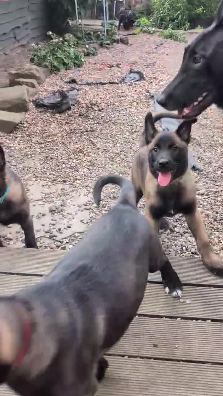 Belgian Shepherd Dog dogs for sale: Stunning Belgian Malinois Puppies  - Video 1