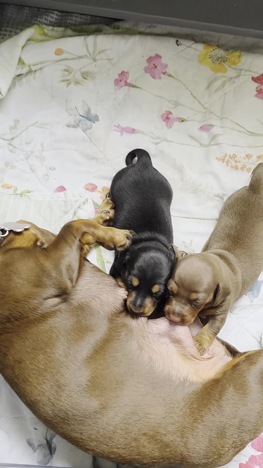 Miniature Dachshund dogs for sale: 2 female mintiure dachshund ready soon - Video 1