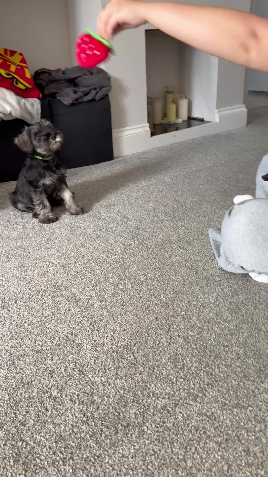 Miniature Schnauzer dogs for sale: Ready for our forever home’s miniature schnauzers  - Video 2