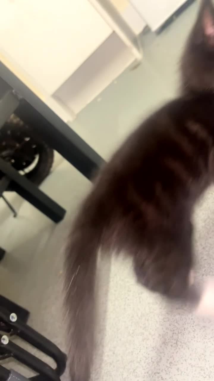 Norwegian Forest Cat cats for sale: 4 kitties ready for there new homes 🏠 - Video 1