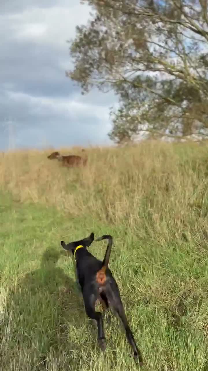 Mixed Breed dogs for sale: Working Dobermann cross  in Ramsgate - Video 1