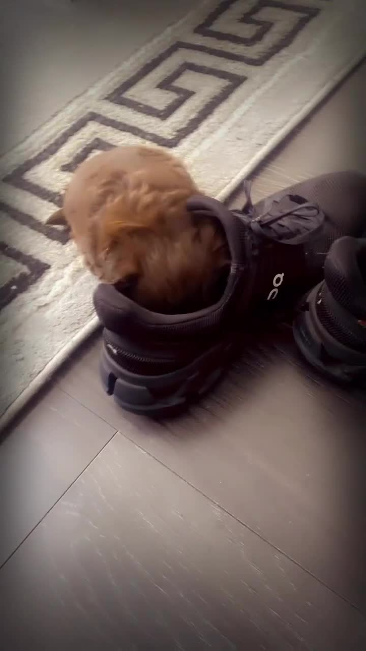 Shih Tzu dogs for sale: Imperial chocolate Shih-Tzu Puppy - Video 2