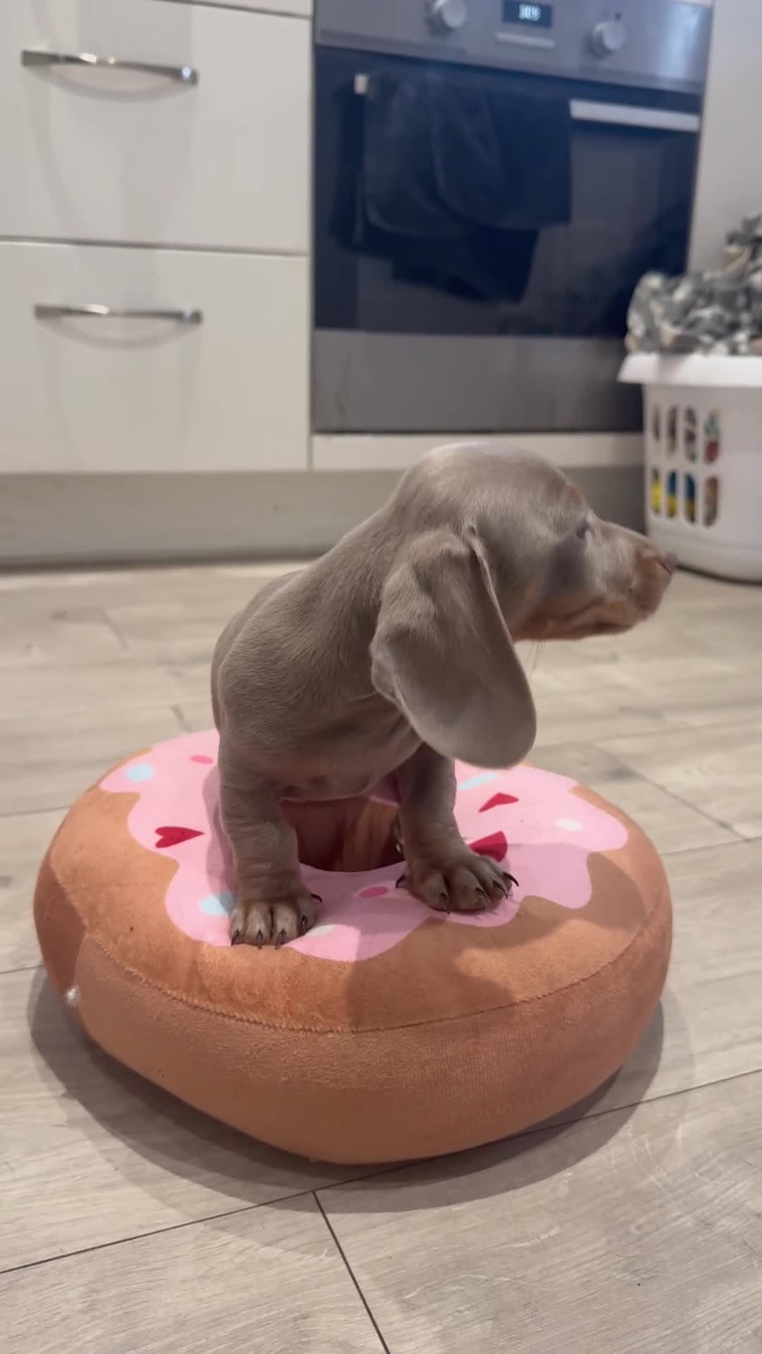 Miniature Dachshund dogs for sale: Miniature dachshund Isabella and tan - Video 1