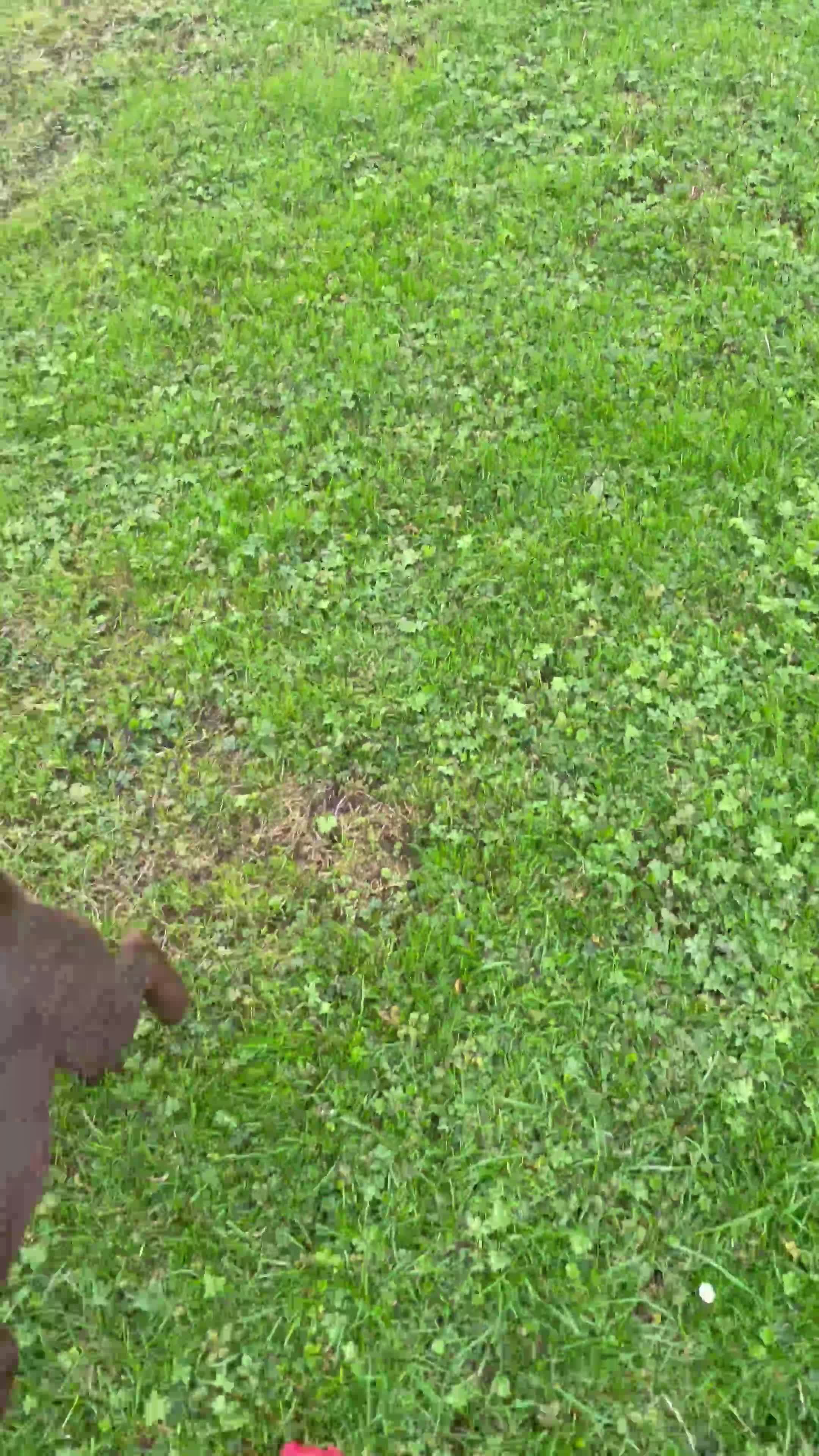 Patterdale Terrier dogs for sale: Handsome patterdale Boy - Video 1