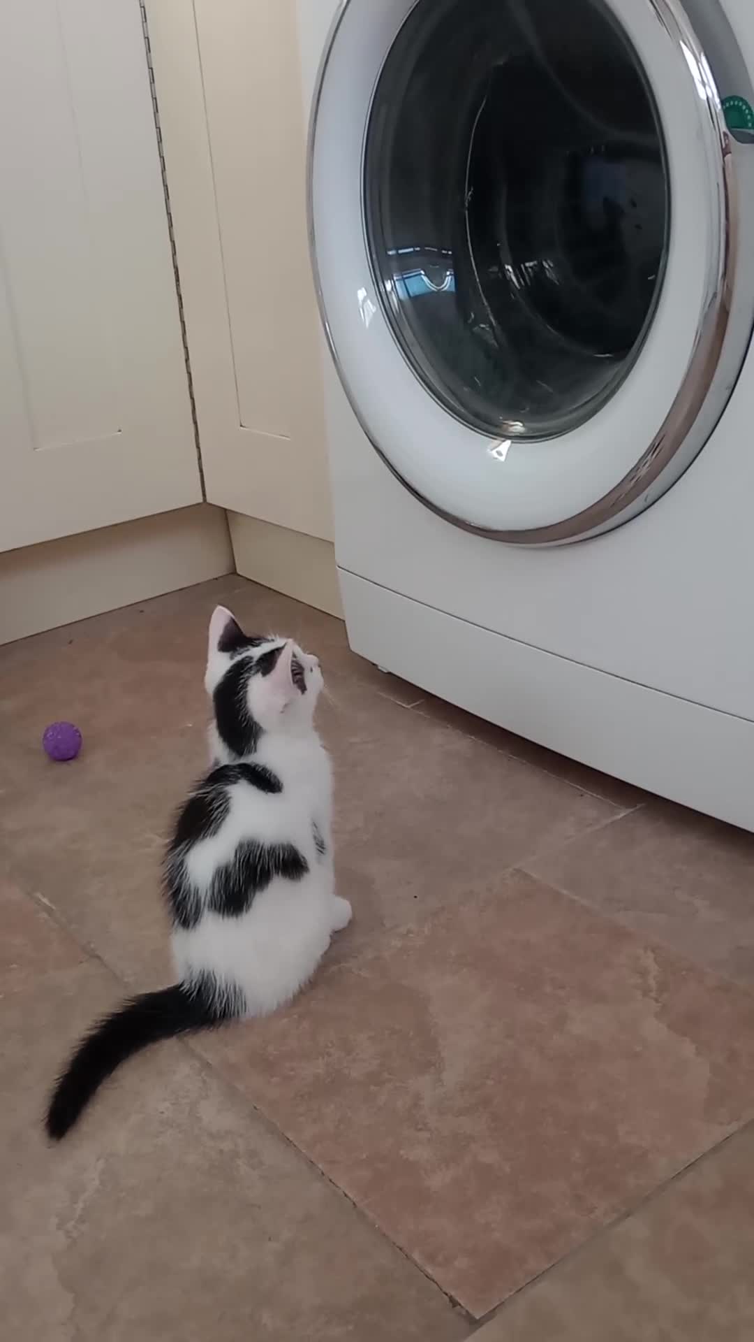Ragdoll cats for sale: Adorable Ragdoll/Chinchilla Persian kitten  - Video 4