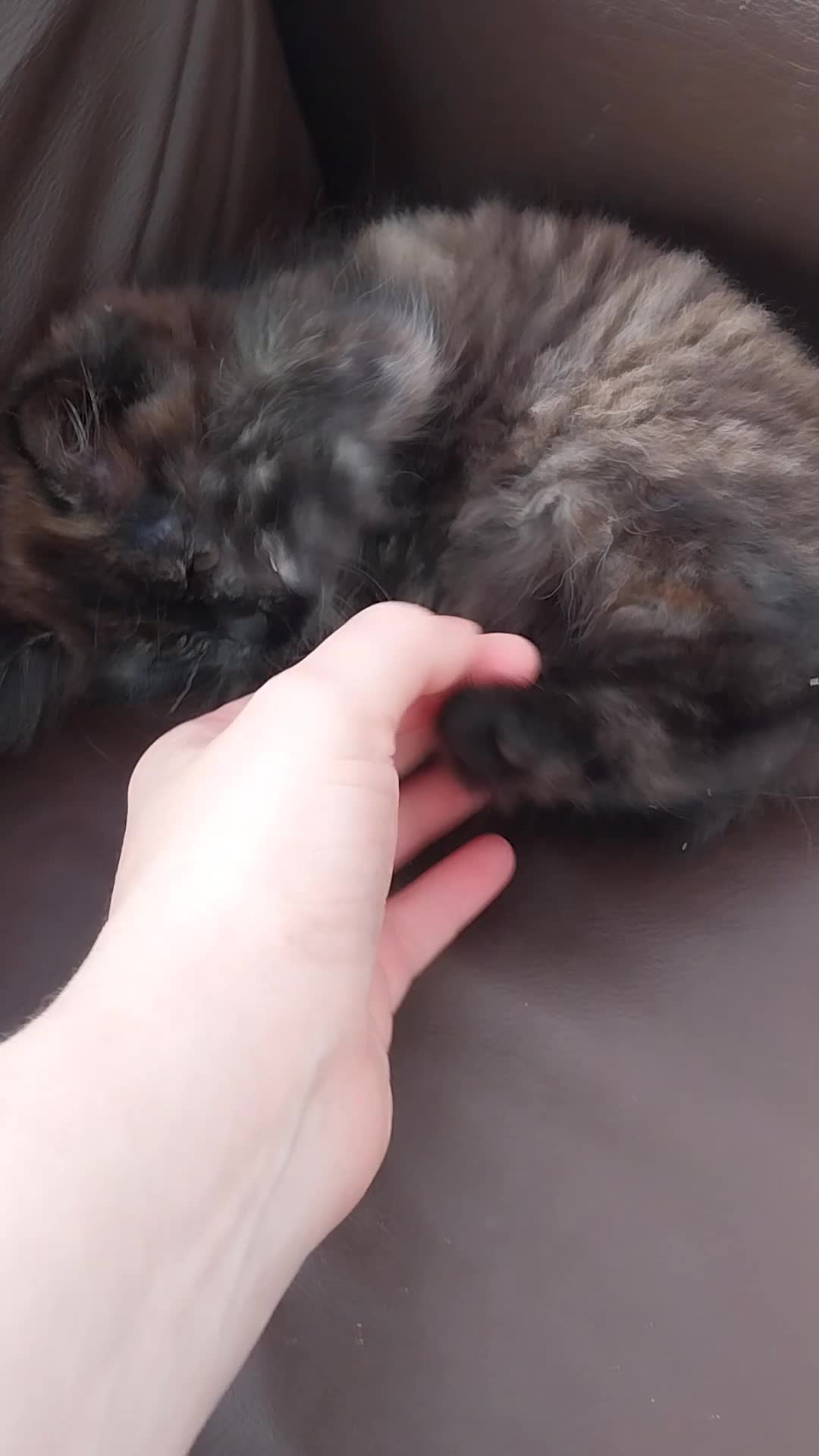 Mixed Breed cats for sale: Beautiful kitten looking for home! - Video 1