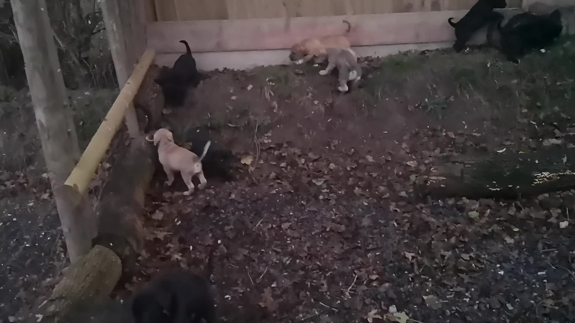 Mixed Breed dogs for sale: Olde english bulldogge x cane corso puppies  - Video 1