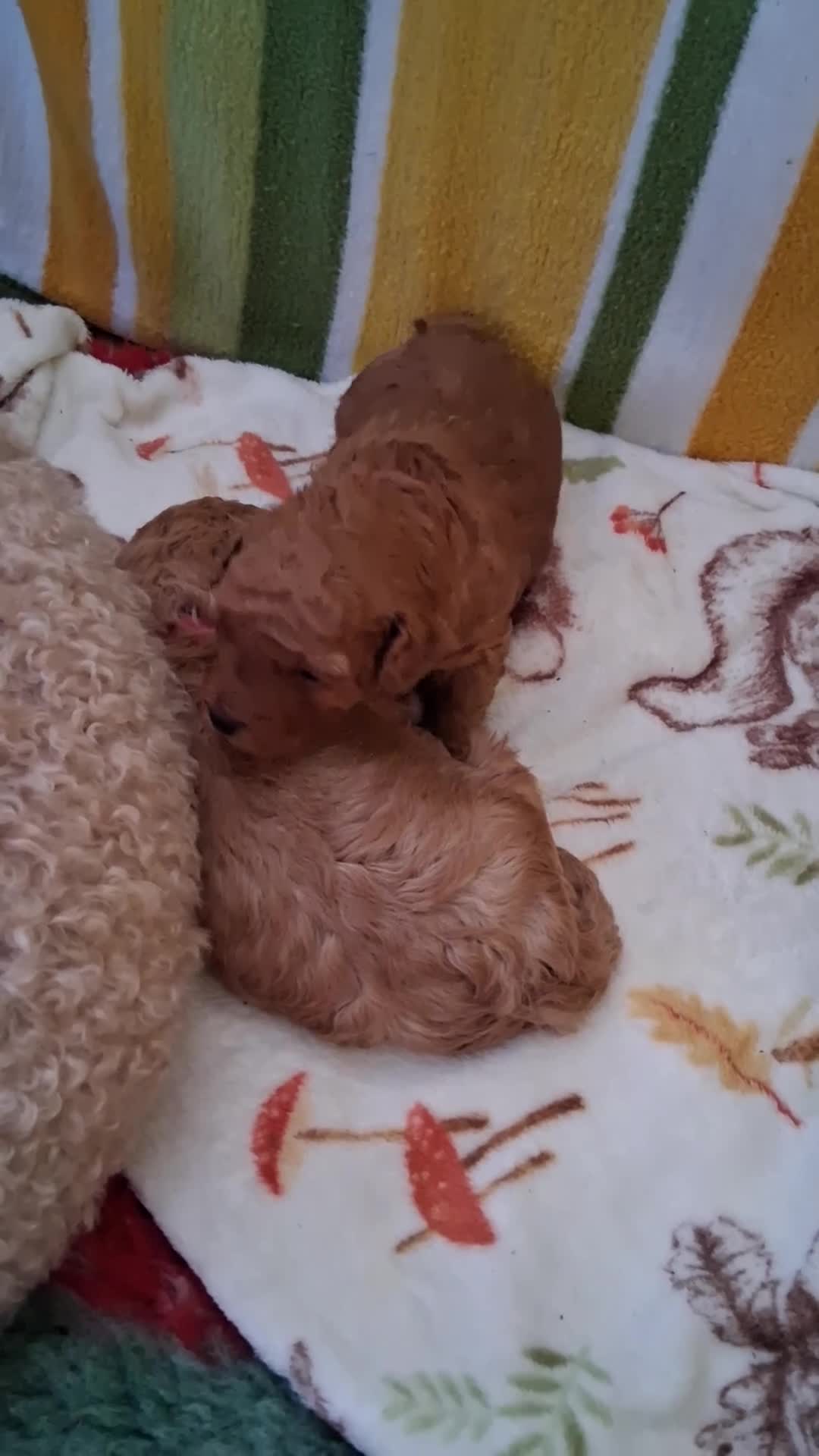 Toy Poodle dogs for sale: Toy Poodle Girls - Video 2