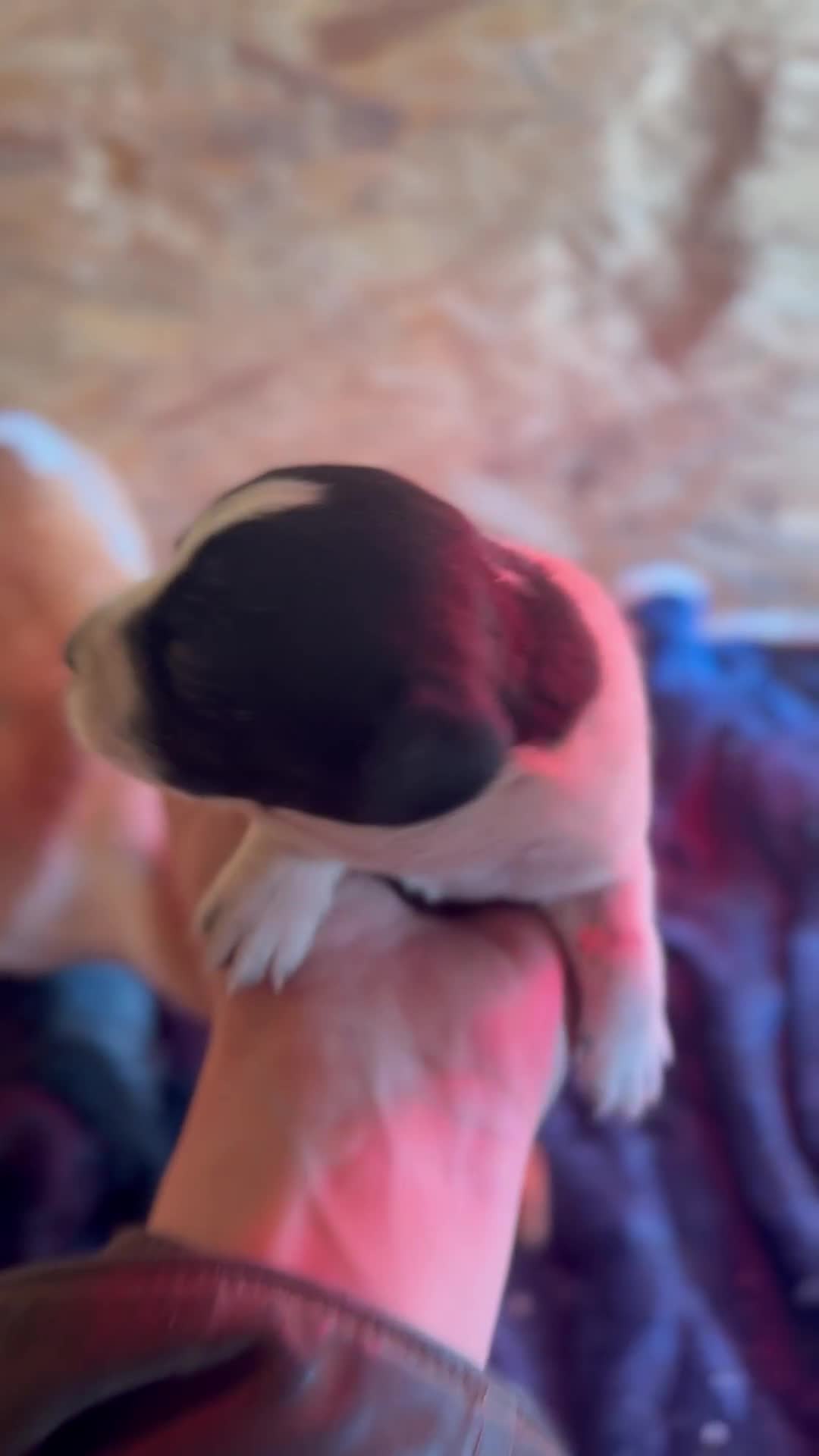 Mixed Breed dogs for sale: 4 beautiful spaniel X jack russel pups ❤️ - Video 1