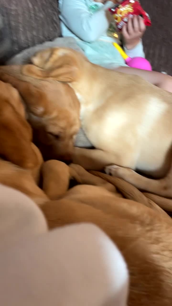Labrador Retriever dogs for sale: Labrador puppies😍  - Video 1