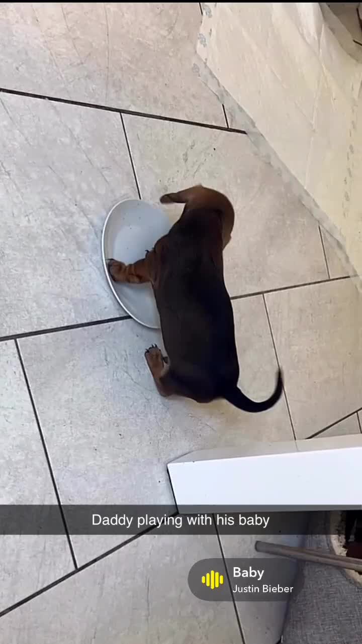 Miniature Dachshund dogs for sale: Stunning litter of beautiful babies  - Video 3