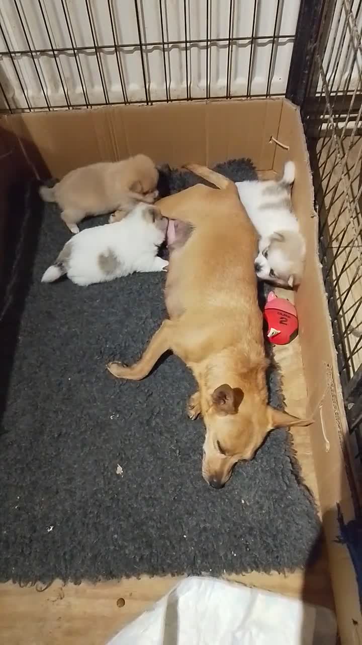 Pomchi dogs for sale: 5 beautiful pomchi puppies for sale - Video 2