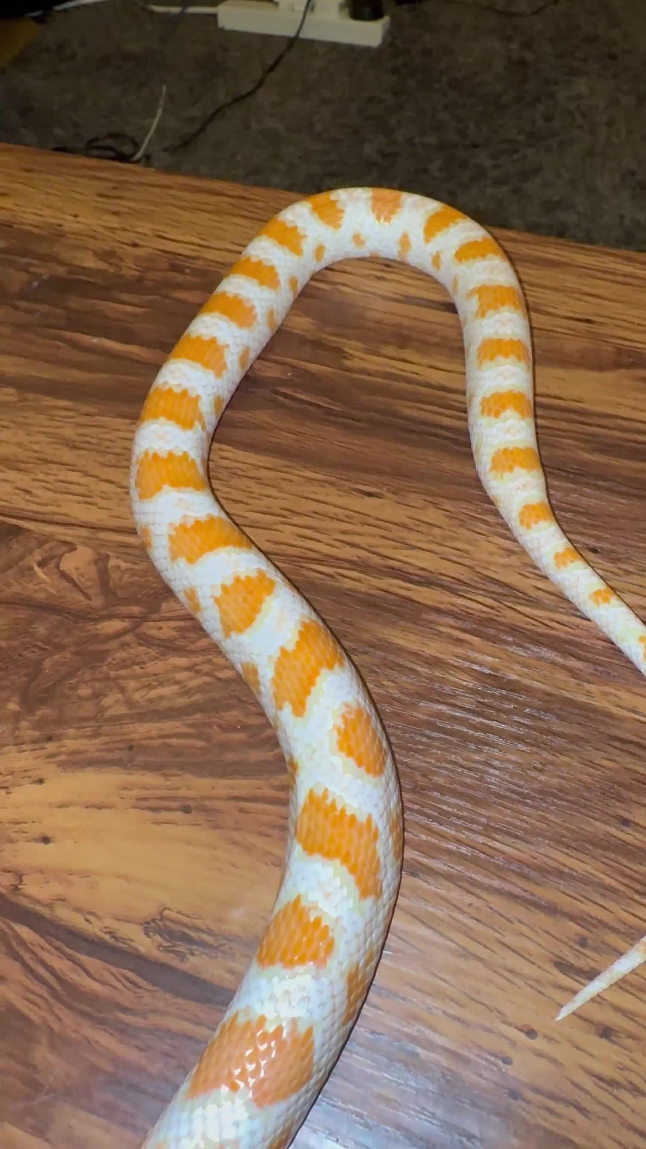 Corn Snake reptiles for sale: Amel corn snake in Orpington - Video 1