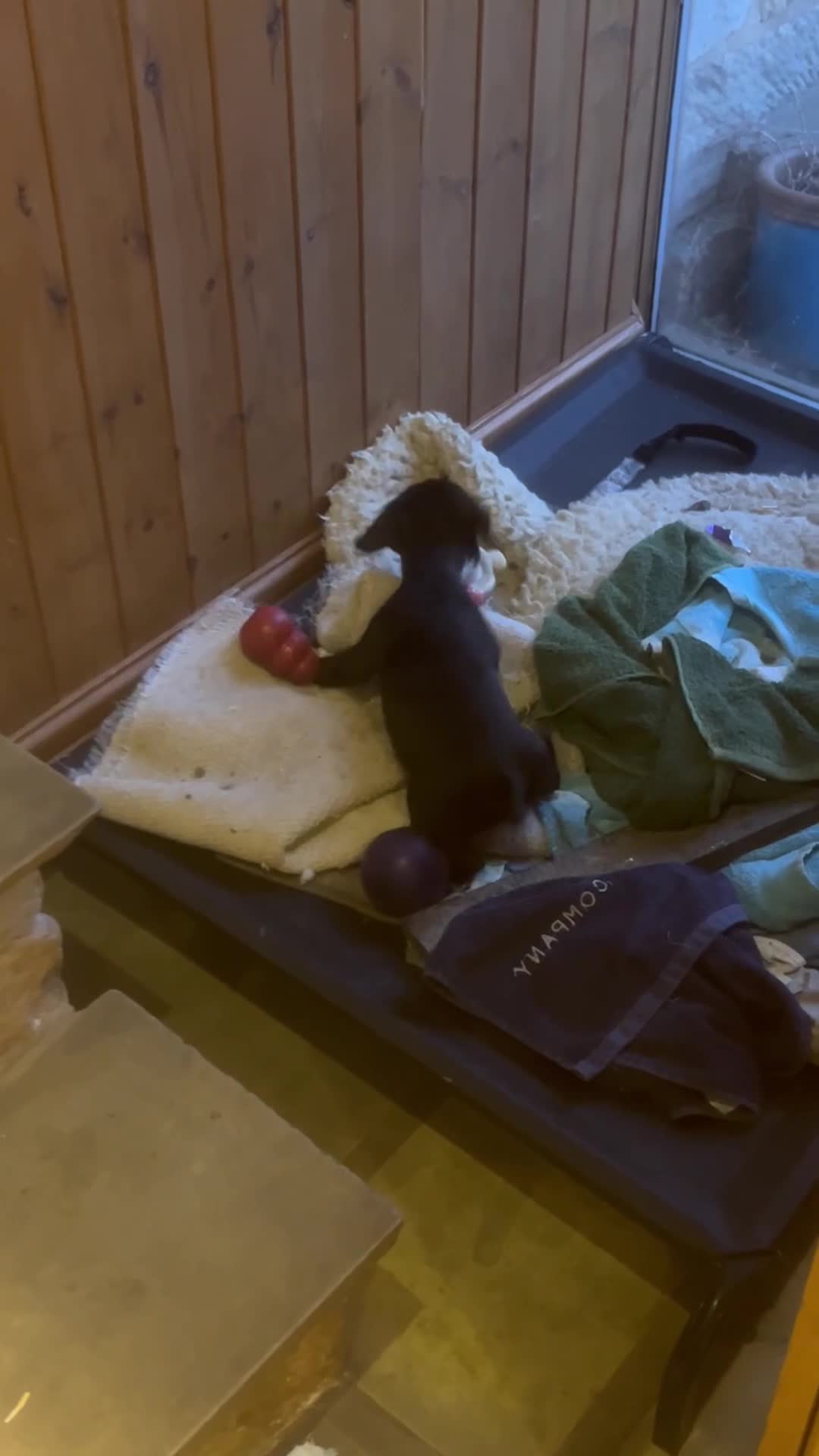 Mixed Breed dogs for sale: READY TO GO! Jack Russell x Cocker Spaniel pups  - Video 2
