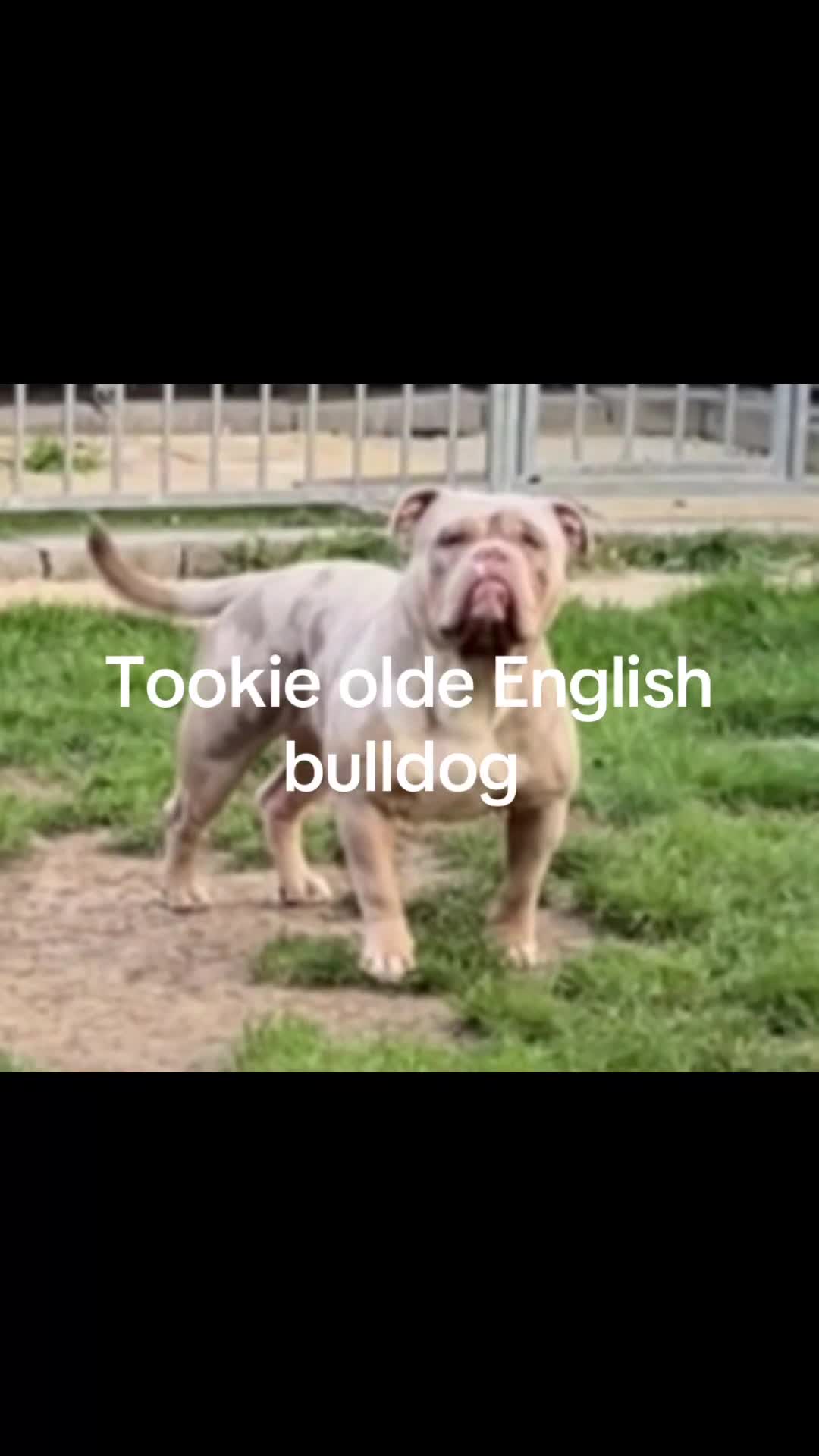 Olde English Bulldogge dogs for stud: Olde English bulldog stud  - Video 1