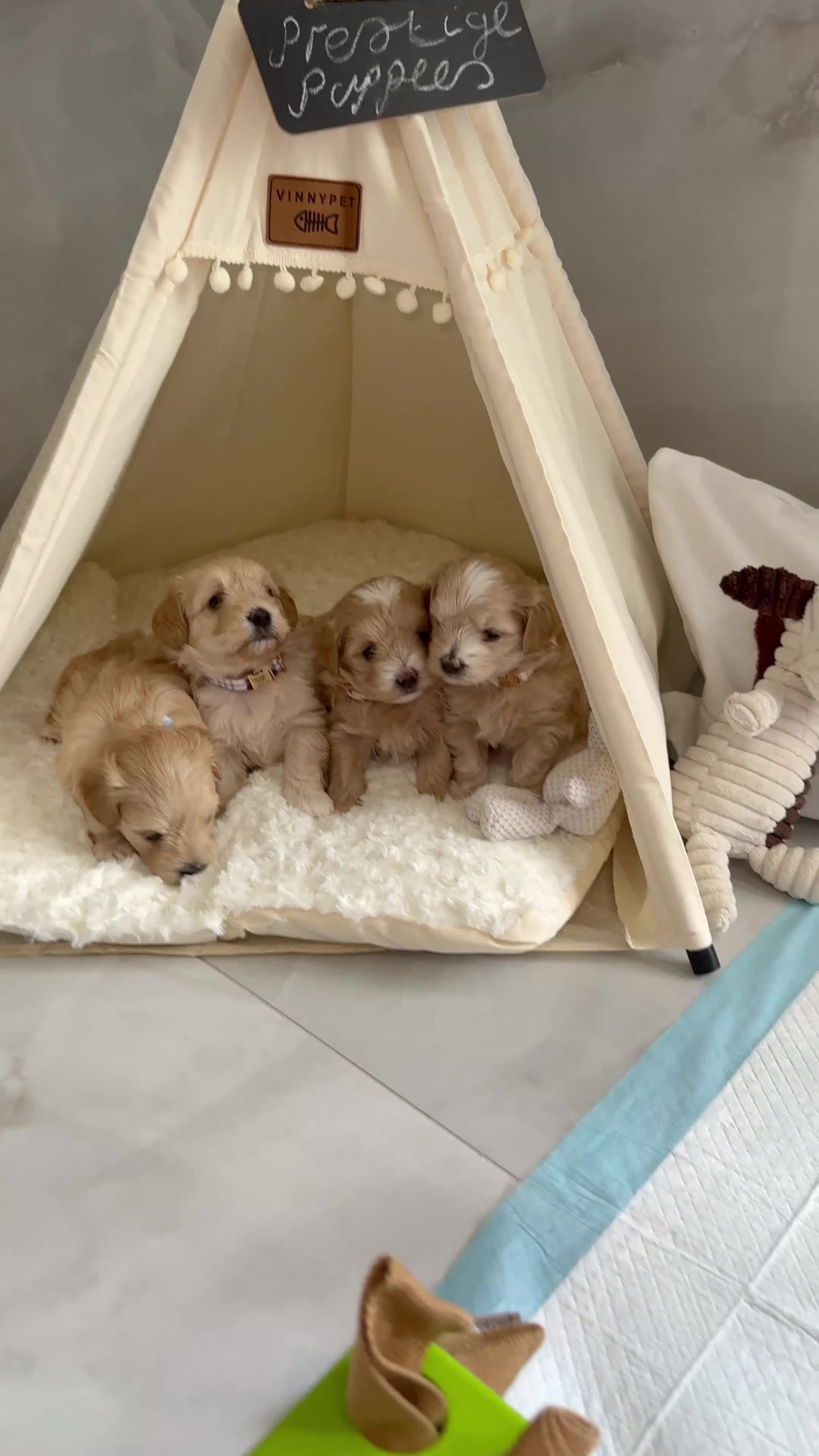 Maltipoo dogs for sale: Tiny prestige champion Asian Russian Maltipoos💜 - Video 1