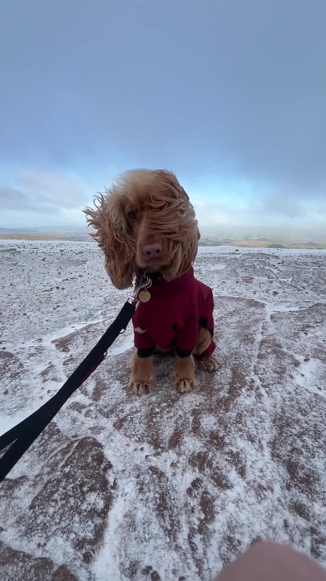 Cocker Spaniel dogs for sale: Honey - Cocker Spaniel - nearly 2 years old - Video 1