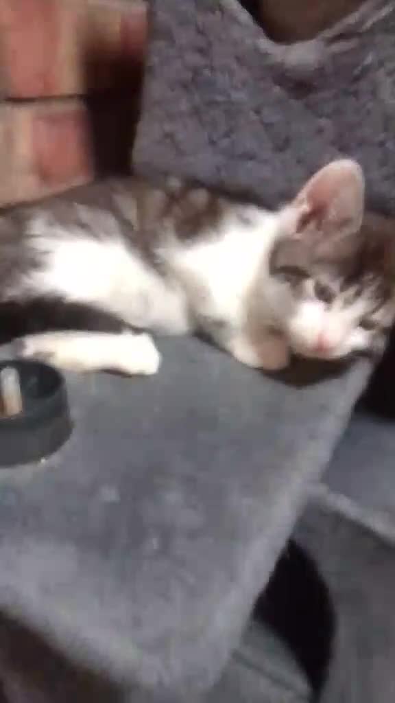 Bengal cats for sale: One beautiful boy left 💙 - Video 1