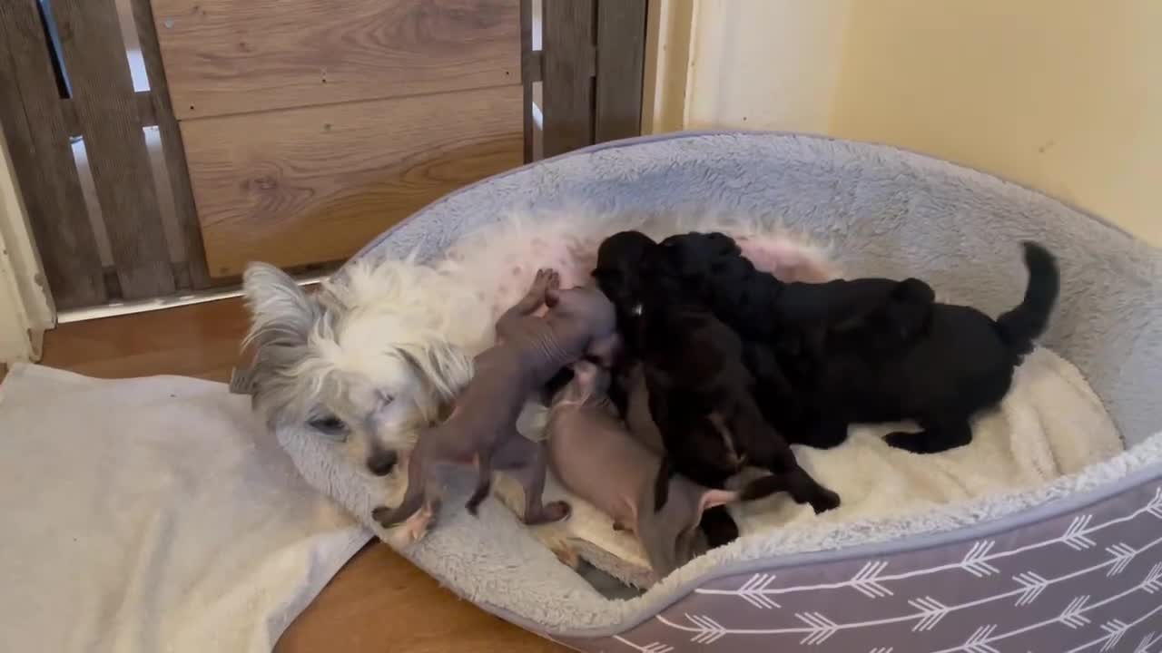 Mixed Breed dogs for sale: Chinese Crested X Cavapoo Puppies - Litter of 6 - Video 3