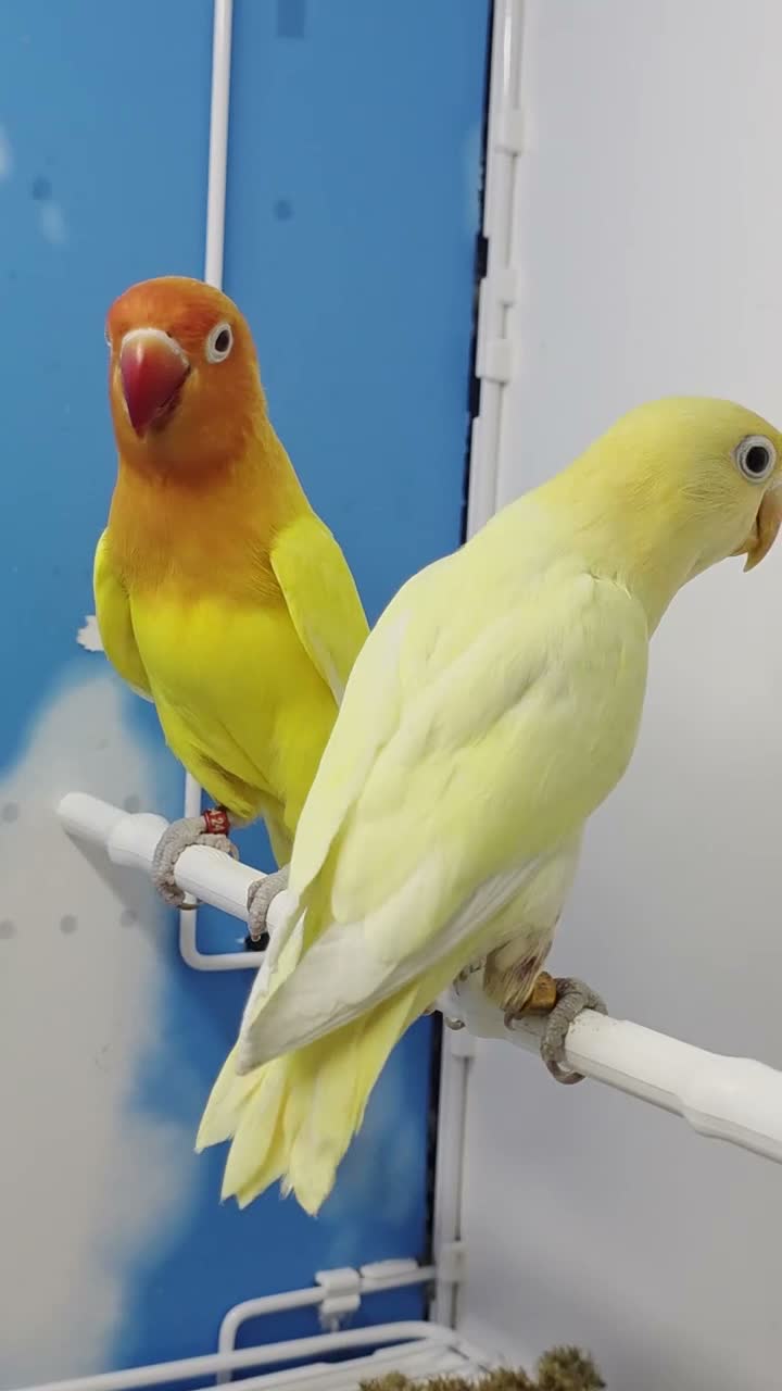 Lovebirds birds for sale: Lovebird Pairs with DNA.Can bring to Stafford Show - Video 3