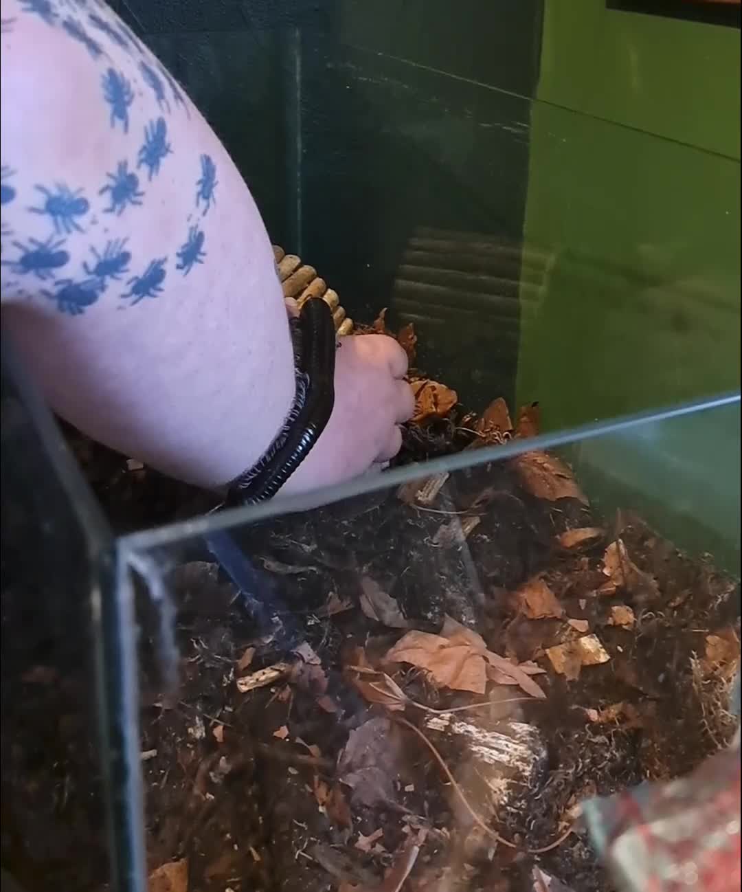 Millipedes invertebrates for sale: Blue Leg Titan Female in Saint Helens - Video 1