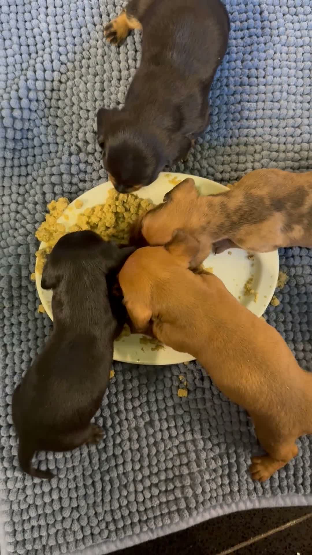 Miniature Dachshund dogs for sale: 3 male Miniature Dachshunds for sale in Bolton - Video 2