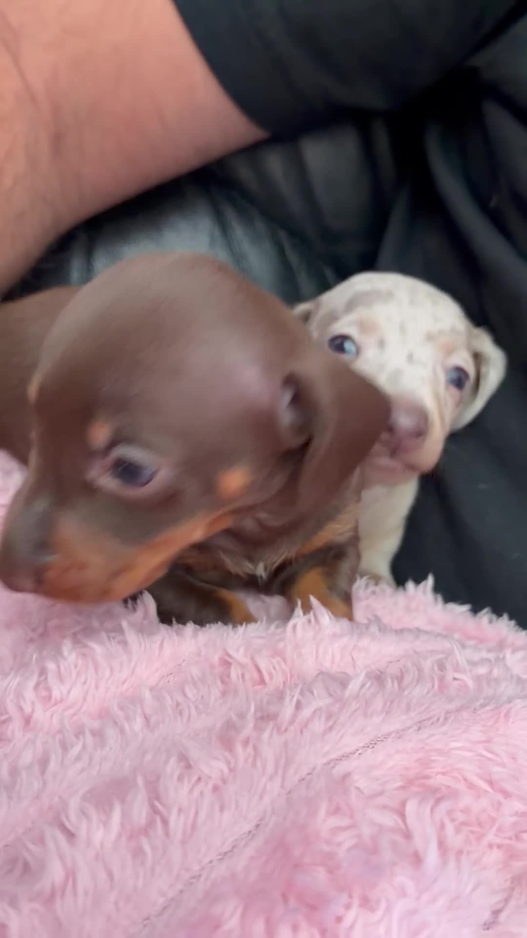 Miniature Dachshund dogs for sale: Beautiful miniature dachshund puppies  in St. Neots - Video 2