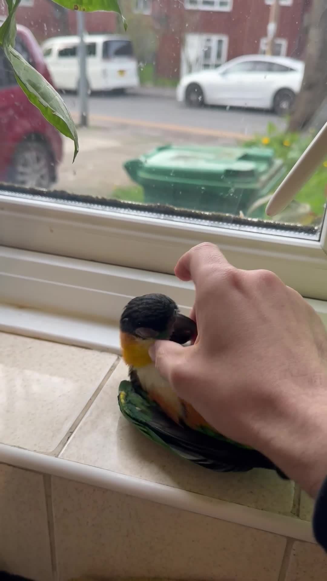 Parrots birds for sale: Super Tame Caique Parrot – Loving Family Home Only - Video 2