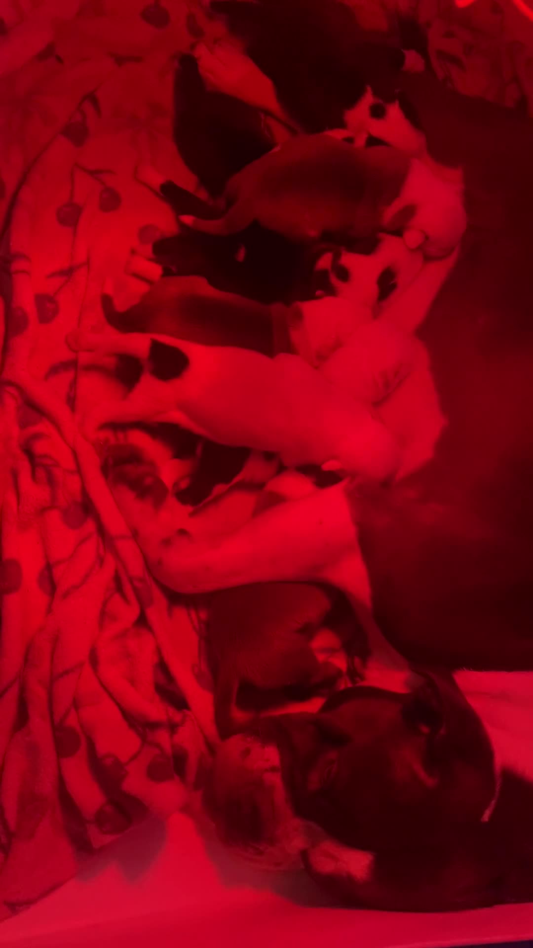 Staffordshire Bull Terrier dogs for sale: Beautiful litter of 10  - Video 1