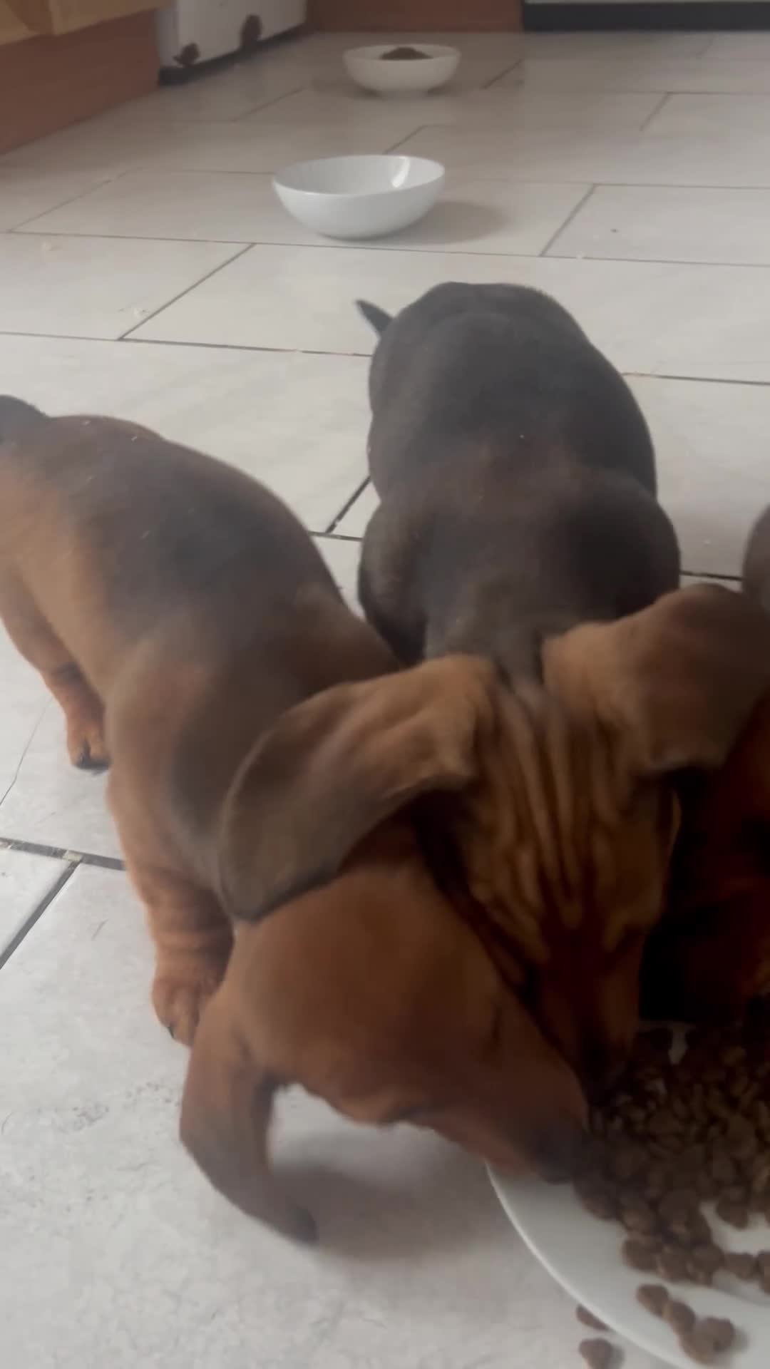 Miniature Dachshund dogs for sale: Male and female left - Video 2