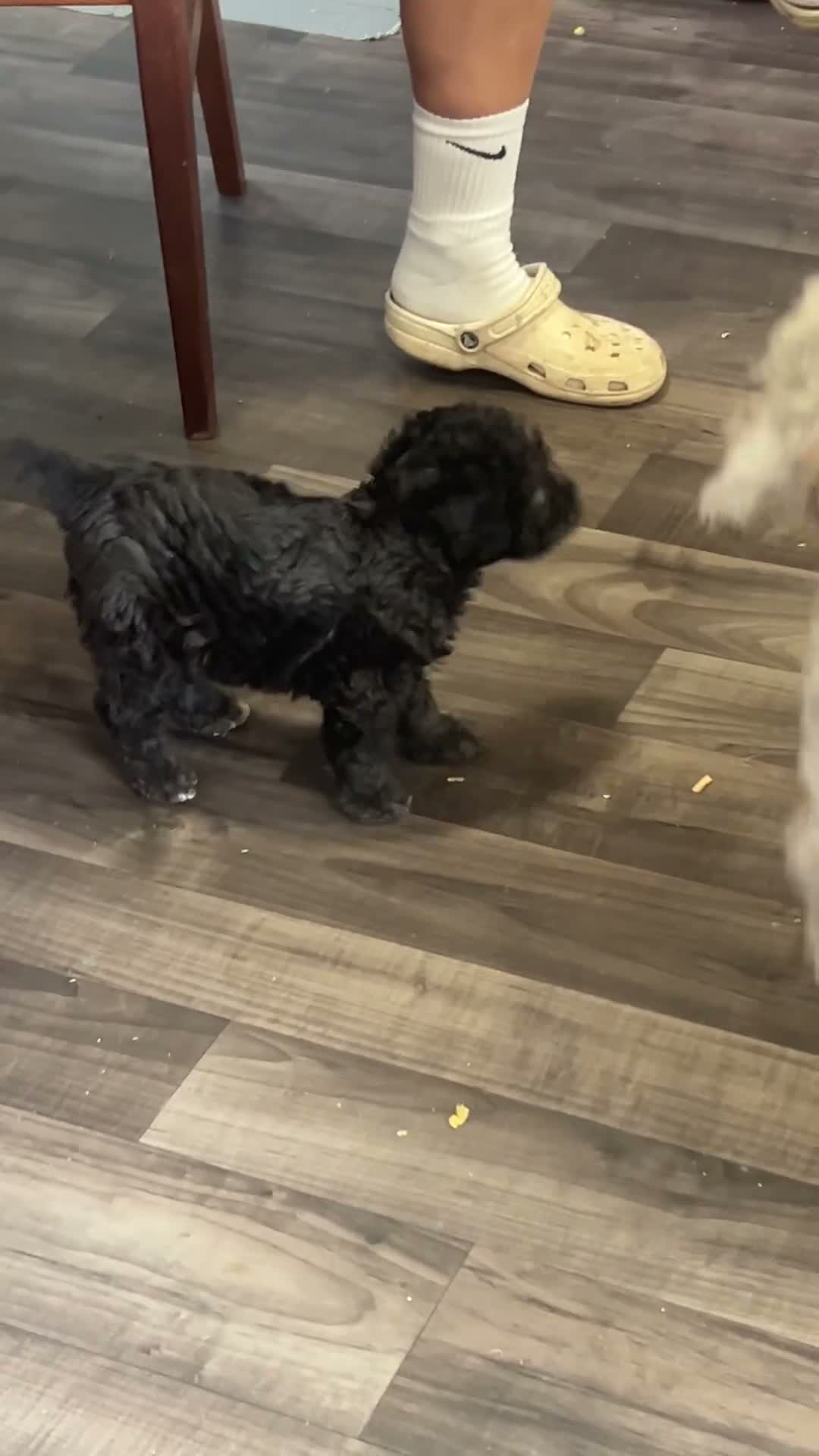 Bedlington Terrier dogs for sale: Bedlington terrier puppy CT clear - Video 1
