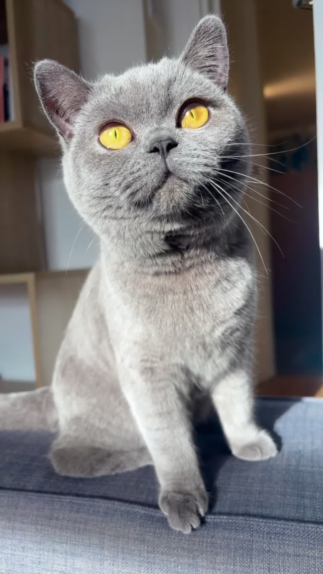 British Shorthair cats for sale: Grey British Shorthair - Video 1